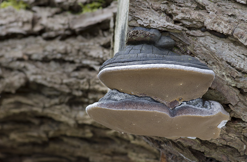 Phellinus igniarius